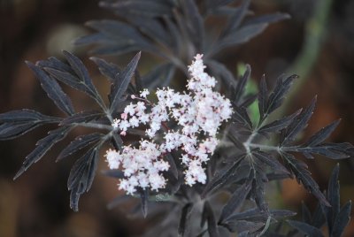 Sambucus nigra 'Black Lace' - bez černý 'Black Lace'